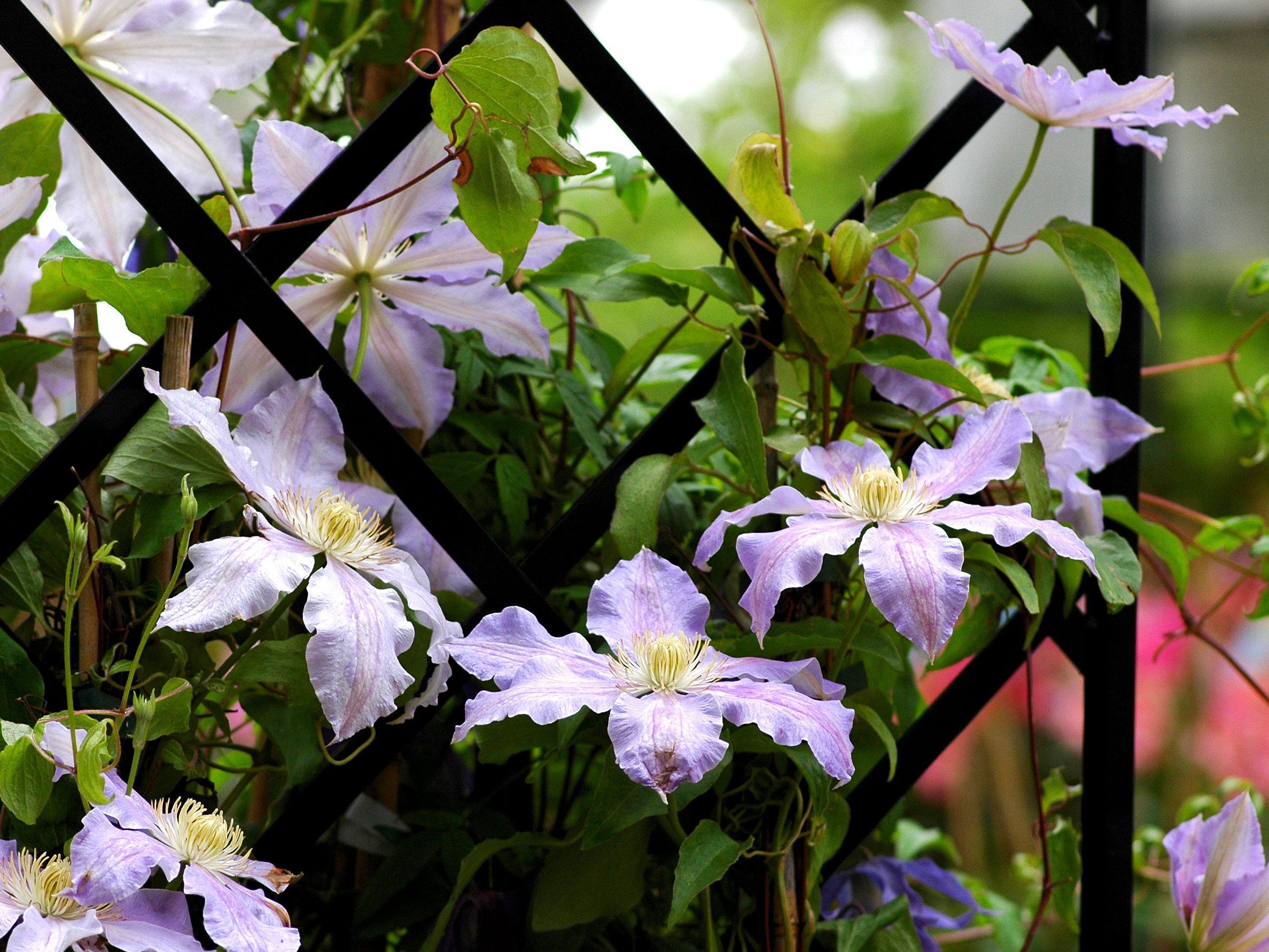 clematis an rankhilfe rankgitter rankend