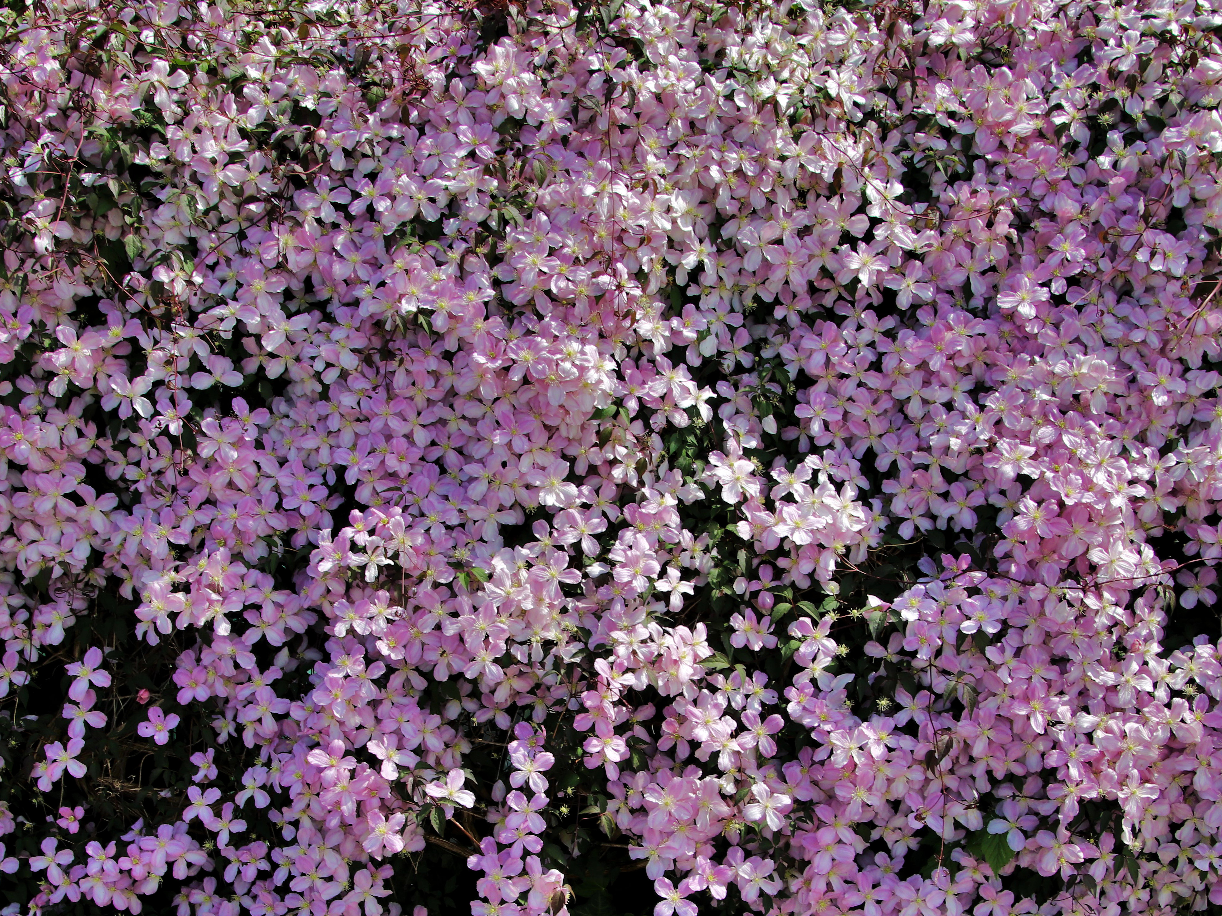 gut gedüngte clematis montana mit vielen blüten