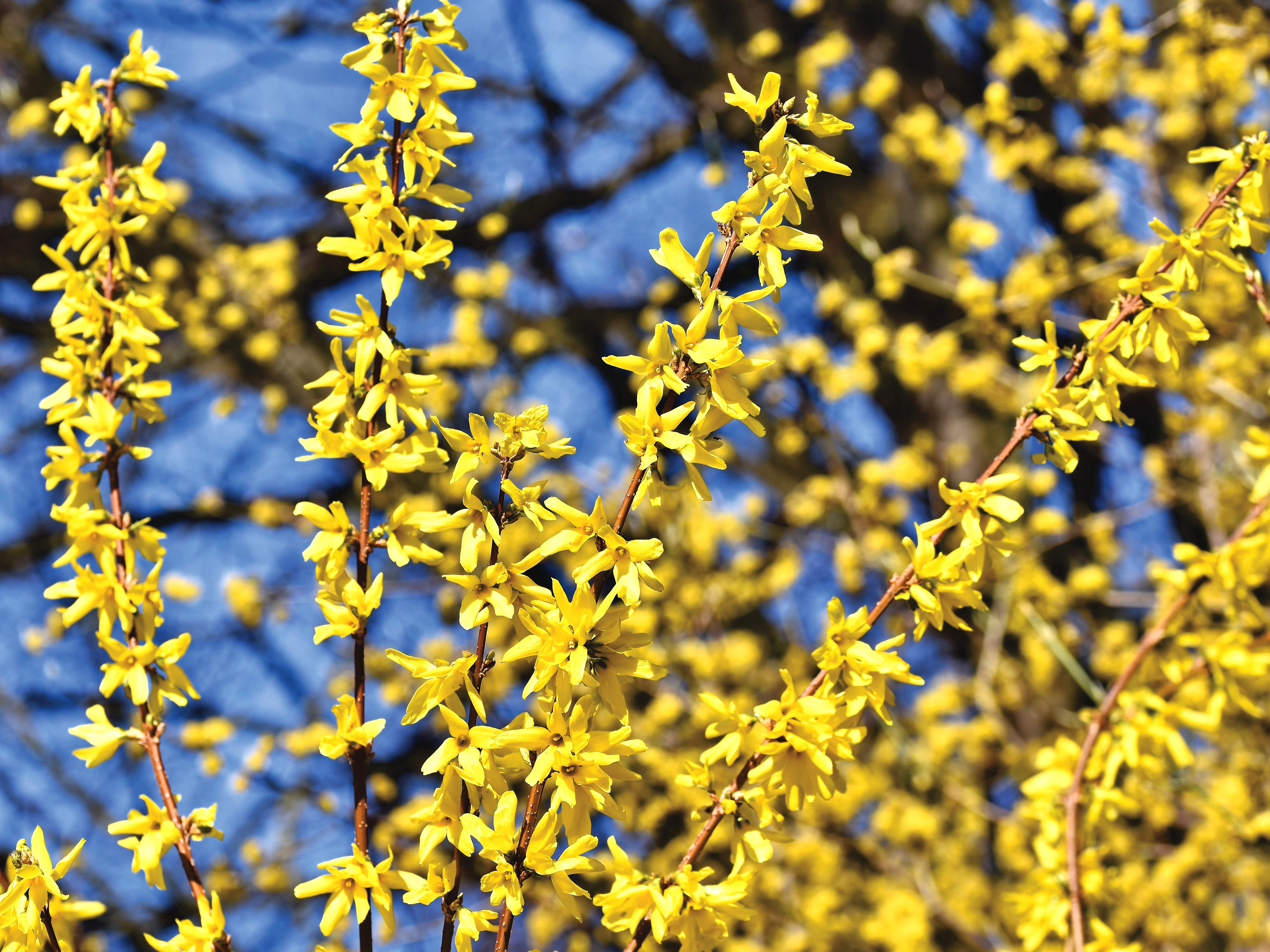 Forsythienblüte im März als Anzeigerpflanze für den Rückschnitt von Gehölzen