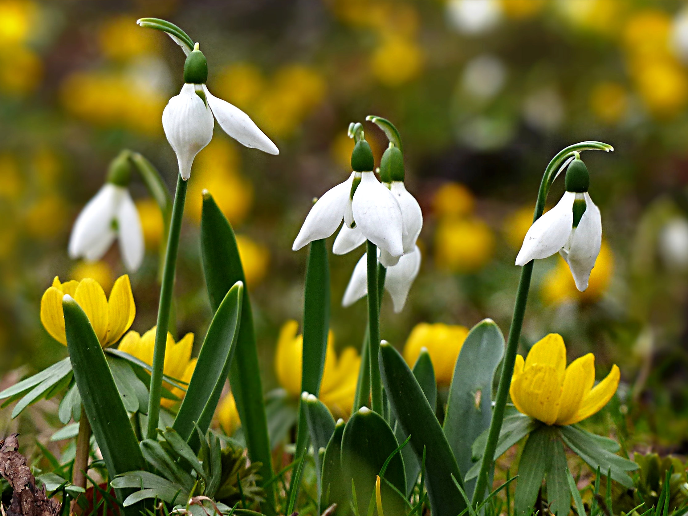Gartenkalender März: diese Arbeiten stehen an