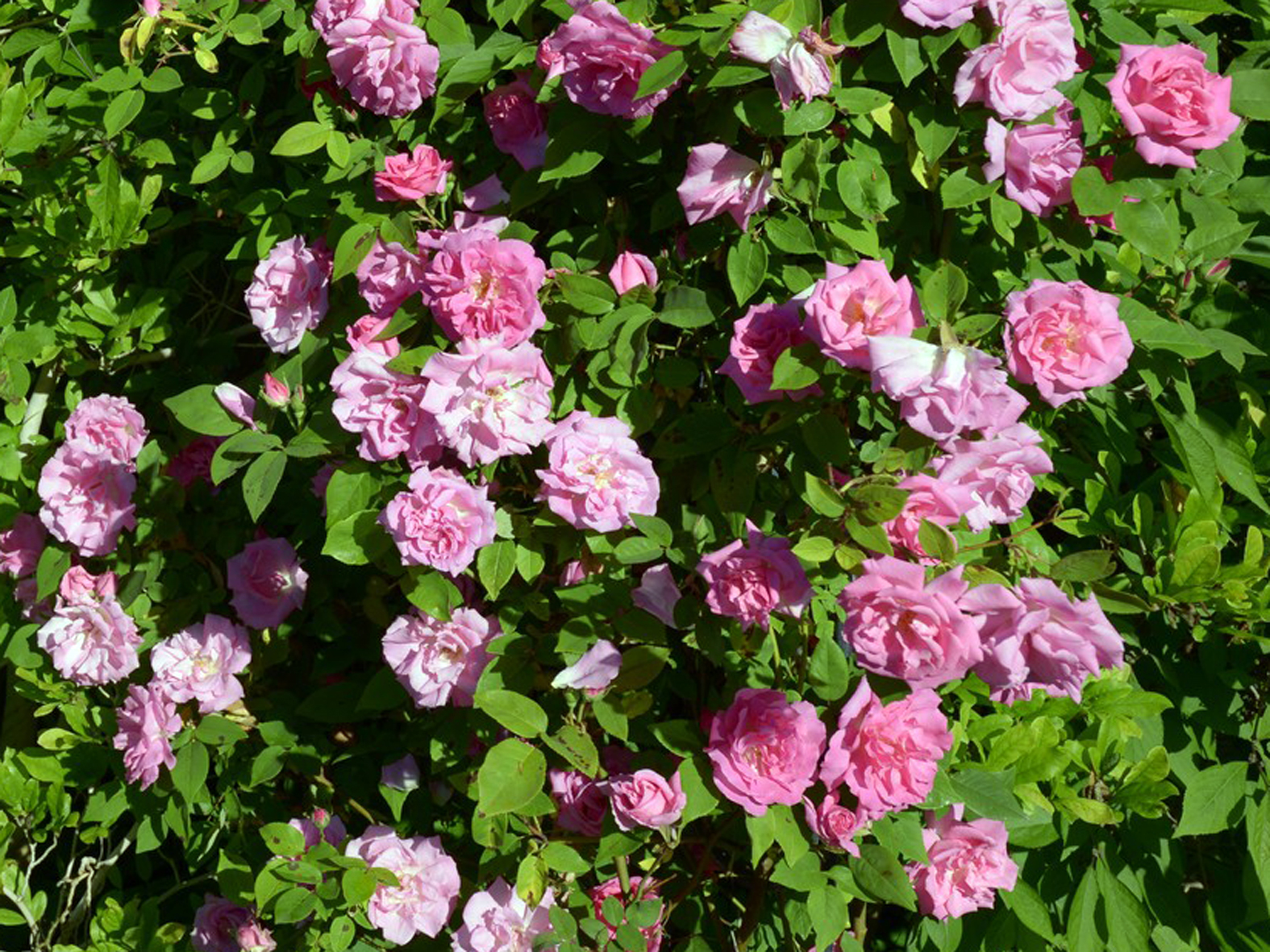Stachellose Rosen ohne Dornen