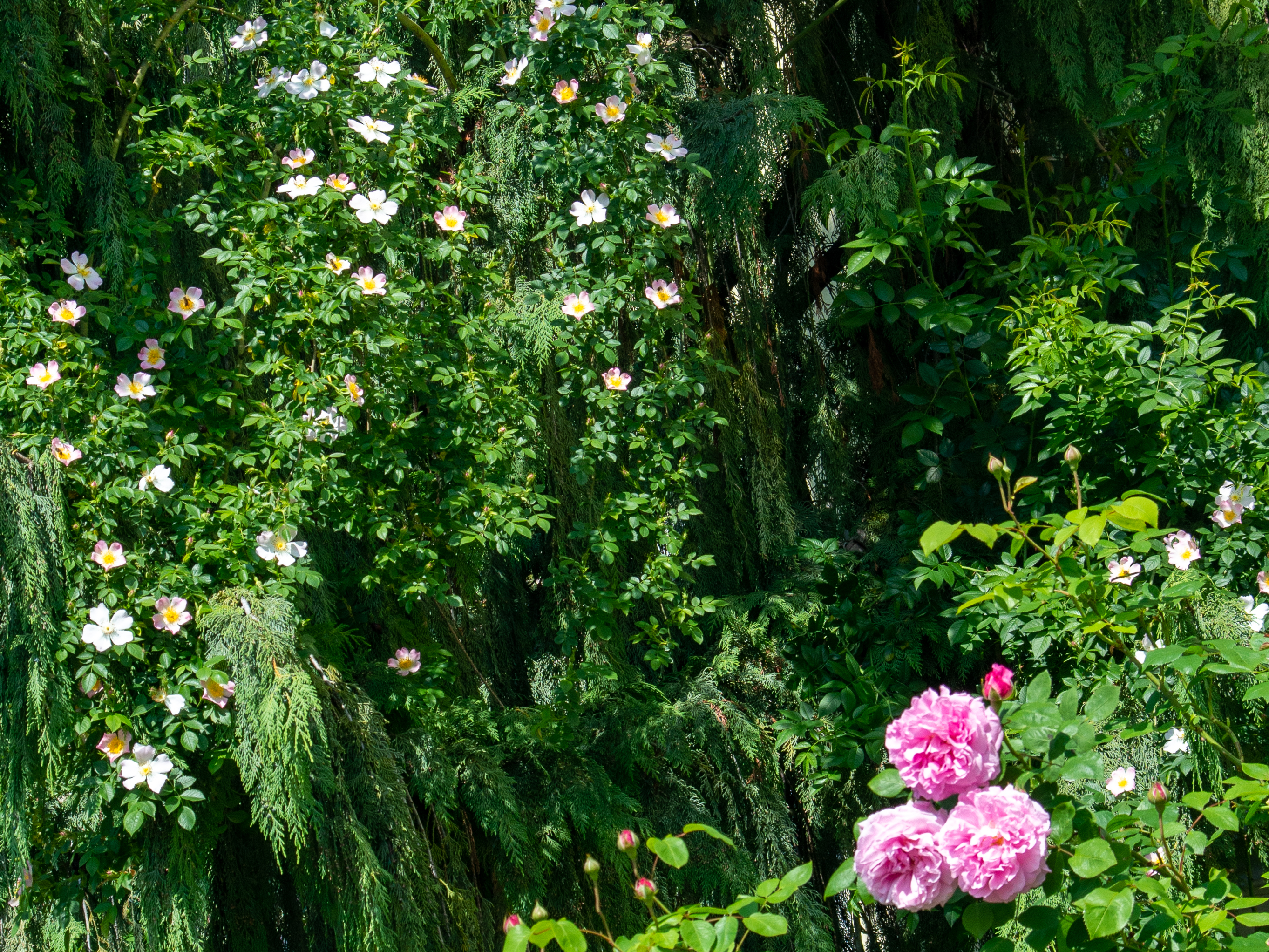 Wildtriebe erkennen und entfernen - nicht nur an Rosen
